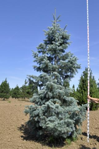 Abies concolor 'Violacea'
